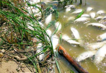 O tonă de pești morti în zona barajului de pe Lacul Cornu
