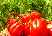 500 de fermieri din Olt anunță începerea recoltării şi livrării roșiilor în pieţe. Preţul la producător: între 12 şi 15 lei pe kilogram