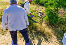 Mai mulţi porci, găsiţi morţi pe un câmp în județul Dolj