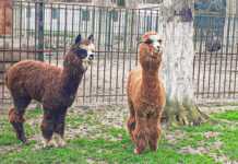 ZOO Craiova și-a mărit familia cu două animale Alpaca