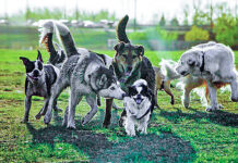 Măsuri sporite împotriva câinilor fără stăpân în Parcul „Nicolae Romanescu” din Craiova